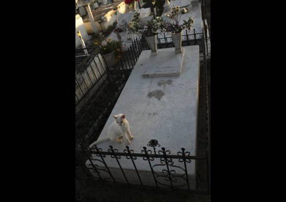Mario Franco-Colprensa - El Cementerio Municipal de Mompox, Bol&#237;var, es un lugar fascinante que a lo largo de los a&#241;os ha tenido un apacible deterioro, en sus tumbas se pueden encontrar l&#225;pidas que datan del a&#241;o 1831. El descanso eterno de sus hu&#233;spedes es singularmente cuidado por gatos, felinos que se pasean por las tumbas en lo que parecieran rondas de estricta vigilancia.