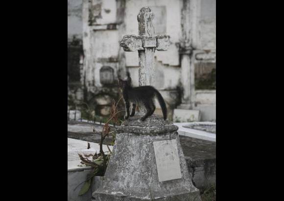 Mario Franco-Colprensa - El Cementerio Municipal de Mompox, Bol&#237;var, es un lugar fascinante que a lo largo de los a&#241;os ha tenido un apacible deterioro, en sus tumbas se pueden encontrar l&#225;pidas que datan del a&#241;o 1831. El descanso eterno de sus hu&#233;spedes es singularmente cuidado por gatos, felinos que se pasean por las tumbas en lo que parecieran rondas de estricta vigilancia.
