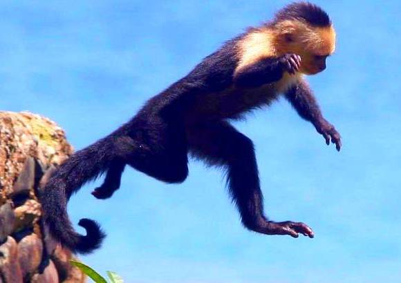 FOTO MANUEL SALDARRIAGA - Gorgona, en el Pacífico, cuenta con tantas especies de fauna que la hacen un paraíso animado.