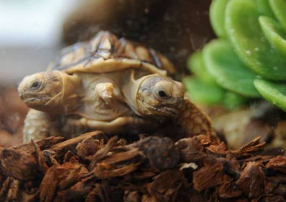 Reuters - En Zilinia, Eslovaquia, nació una tortuga con dos cabezas y cinco piernas.