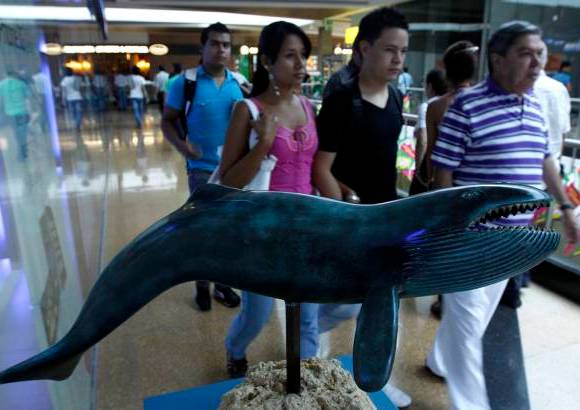 Edwin Bustamante - La ballena azul es el mayor animal en la tierra. Mide entre 24 y 27 metros de longitud y pesa entre 100 y 120 toneladas. Tiene entre 55 y 88 pliegues.