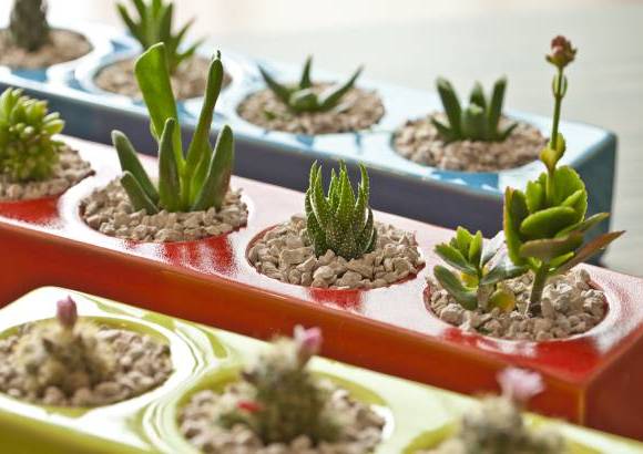 Habibi Plantitas - La combinación de colores aporta al diseño del espacio.