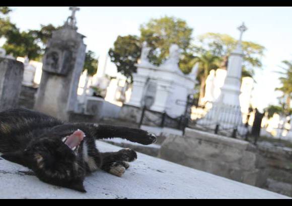 Mario Franco-Colprensa - El Cementerio Municipal de Mompox, Bol&#237;var, es un lugar fascinante que a lo largo de los a&#241;os ha tenido un apacible deterioro, en sus tumbas se pueden encontrar l&#225;pidas que datan del a&#241;o 1831. El descanso eterno de sus hu&#233;spedes es singularmente cuidado por gatos, felinos que se pasean por las tumbas en lo que parecieran rondas de estricta vigilancia.
