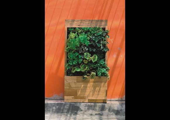 Ecodiseño - Plantae es una iniciativa del ingeniero de diseño de producto Diego González. Con ella busca crear soluciones medioambientales con superficies vivas en exteriores e interiores. Apuesta por la creación de jardines verticales adaptables a cualquier espacio, con diseños que parten de los colores y tamaños de las especies que cada cliente desea: desde un jardín portátil hasta otro hecho a la medida y a gran escala. Informes: 312 834 49 01.