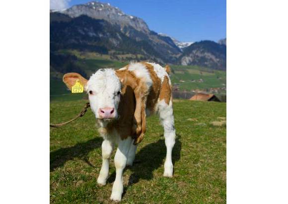 Reuters - Lilli vive con su propietario, Andreas Knutti, en Weissenburg, Suiza.