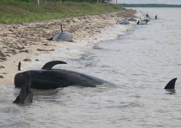 AP - Seg&#250;n las im&#225;genes difundidas, varios ejemplares aparecen muertos y tendidos en la playa y otros flotando en el agua. Este tipo de ballenas, frecuentes en aguas del Golfo de M&#233;xico, pueden llegar a medir cerca de seis metros y pesar entre 900 y 2.000 kilos.