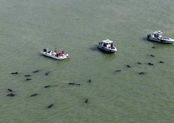 AP - Equipos de rescate continuaban este jueves las tareas de salvamento de 41 ballenas varadas en aguas cercanas al Parque Nacional de los Everglades, en el sur de Florida, E.U.