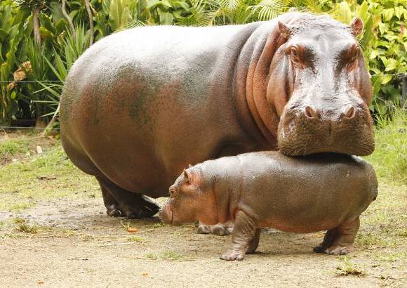 Cortes&#237;a Zool&#243;gico Santa Fe - La hembra hipop&#243;tamo naci&#243; hace 8 semanas, el zool&#243;gico Santa fe busca su nombre a trav&#233;s de un concurso para los ni&#241;os.