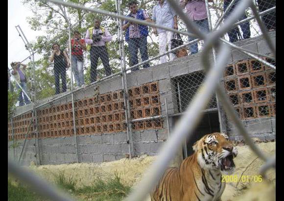Cortes&#237;a - Los felinos fueron liberados tras avanzar en un periodo de ocho meses de adaptaci&#243;n.