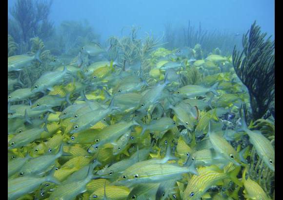 Fotos Colprensa - Colombia estudia las medidas para evitar la p&#233;rdida de los mares de la Patria.