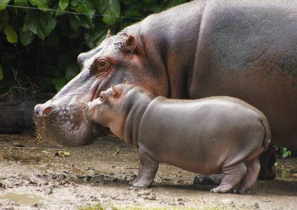 Cortes&#237;a Zool&#243;gico Santa Fe - La hembra hipop&#243;tamo naci&#243; hace 8 semanas, el zool&#243;gico Santa fe busca su nombre a trav&#233;s de un concurso para los ni&#241;os.