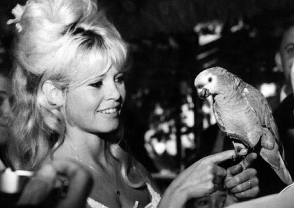 AFP - Imagen publicada el 1 de abril de 1964. Se aprecia a Bardot sosteniendo un loro en R&#237;o de Janeiro. 48 pel&#237;culas fueron las que protagoniz&#243; esta diva francesa en su trayectoria.