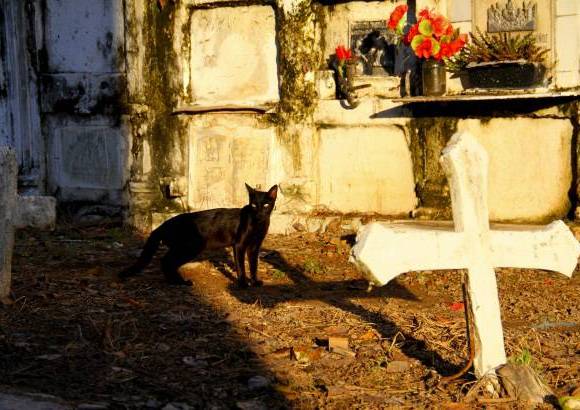 Mario Franco-Colprensa - El Cementerio Municipal de Mompox, Bol&#237;var, es un lugar fascinante que a lo largo de los a&#241;os ha tenido un apacible deterioro, en sus tumbas se pueden encontrar l&#225;pidas que datan del a&#241;o 1831. El descanso eterno de sus hu&#233;spedes es singularmente cuidado por gatos, felinos que se pasean por las tumbas en lo que parecieran rondas de estricta vigilancia.