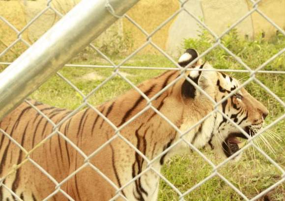Cortes&#237;a - Con los tigres bengala ya son alrededor de 400 individuos los que hacen parte de N&#225;poles.