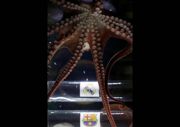 Reuters - Iker se convirti&#243; en la principal figura del acuario de la ciudad de Benalm&#225;dena, un municipio espa&#241;ol de la provincia de M&#225;laga.