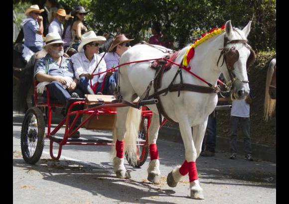 Esteban Vanegas - Las carretas tiradas por caballos se robaron las miradas de los espectadores y le pusieron color al desfile.