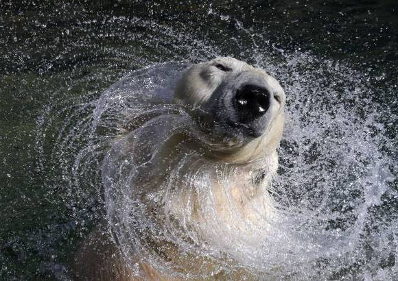 Reuters - Oso polar de 27 a&#241;os juega en el agua del zool&#243;gico de Leningrado, San Petesburgo, Rusia.
