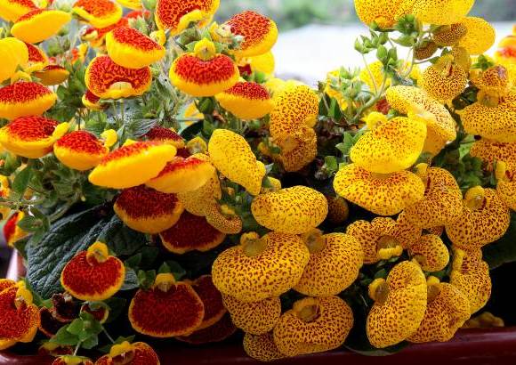 Donaldo Zuluaga - Para sacar adelante el proyecto, la Alcald&#237;a de Medell&#237;n aport&#243; 40 millones de pesos para el cultivo de las flores exhibidas.