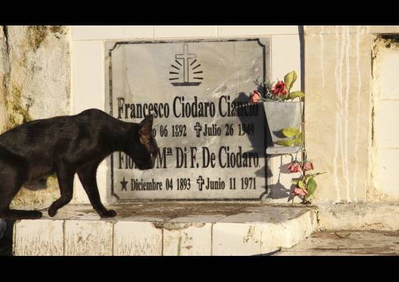 Mario Franco-Colprensa - El Cementerio Municipal de Mompox, Bol&#237;var, es un lugar fascinante que a lo largo de los a&#241;os ha tenido un apacible deterioro, en sus tumbas se pueden encontrar l&#225;pidas que datan del a&#241;o 1831. El descanso eterno de sus hu&#233;spedes es singularmente cuidado por gatos, felinos que se pasean por las tumbas en lo que parecieran rondas de estricta vigilancia.