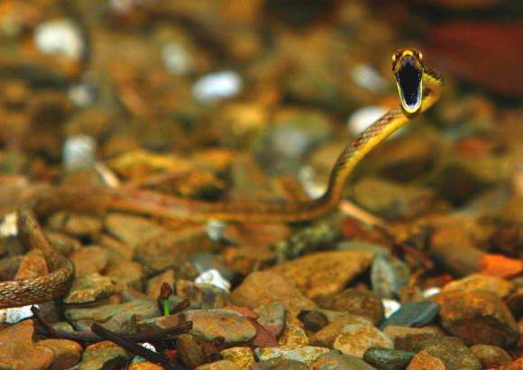 FOTO MANUEL SALDARRIAGA - La abundancia en flora en este Parque Nacional es especial: hasta el momento se reconocen 161 especies distribuidas en 104 géneros, de las cuales 17 son endémicas.