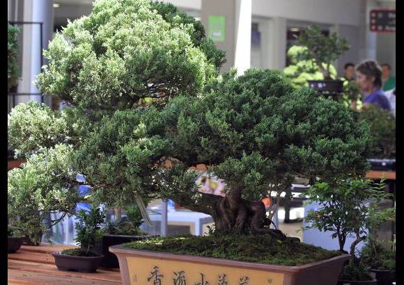Róbinson Saénz - Yamadori son las técnicas de recolección de árboles catalogados como desecho de la naturaleza, se dignifican y poco a poco son convertidaos en obras de arte.