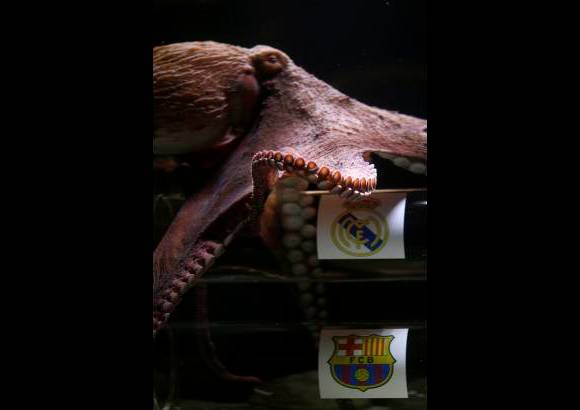 Reuters - El pulpo hizo su predicci&#243;n al escoger el cilindro de vidrio marcado con el escudo del Real. Sus due&#241;os buscan seguir as&#237; los pasos del pulpo Paul, c&#233;lebre en 2010, al acertar que Espa&#241;a ser&#237;a el campe&#243;n del Mundial de f&#250;tbol de Sud&#225;frica.