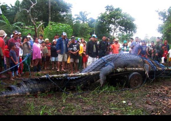 REUTERS - El cocodrilo mat&#243; a un b&#250;falo de agua y existen sospechas de que haya atacado a un pescador que est&#225; desaparecido desde julio.