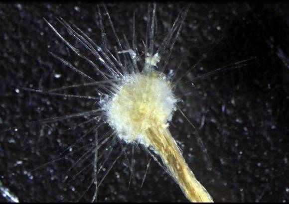 Foto Manuel Maldonado - Ameba protista (Spiculosiphon oceana) organismo unicelular de 4 a 5 cent&#237;metros de altura hallado fuera de la costa espa&#241;ola.