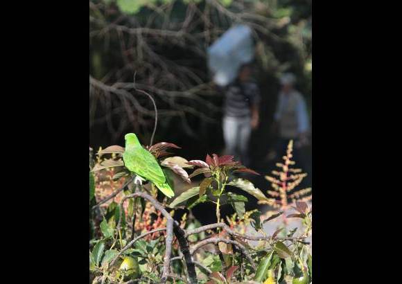 Donaldo Zuluaga - Esta lorita, llamada por su due&#241;a Lorena, vol&#243; desde lo alto de un apartamento de un edificio en el sector de Vizcaya en El Poblado hasta un solar vecino y como no pod&#237;a retornar a su casa, su propietaria pidi&#243; ayuda a los bomberos.