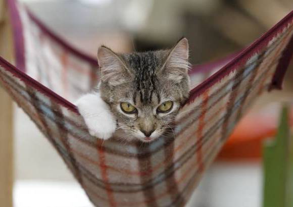 Donaldo Zuluaga - Este peque&#241;o felino tiene problemas en sus patas traseras que le impiden caminar bien.
