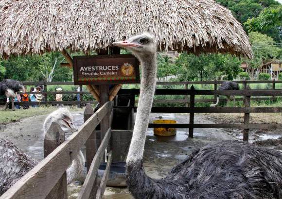 David Sánchez Mejía - Las avestruces son otra de las nuevas atracciones del parque, próximamente habrá un avestruzódromo para hacer carreras en estos animales.