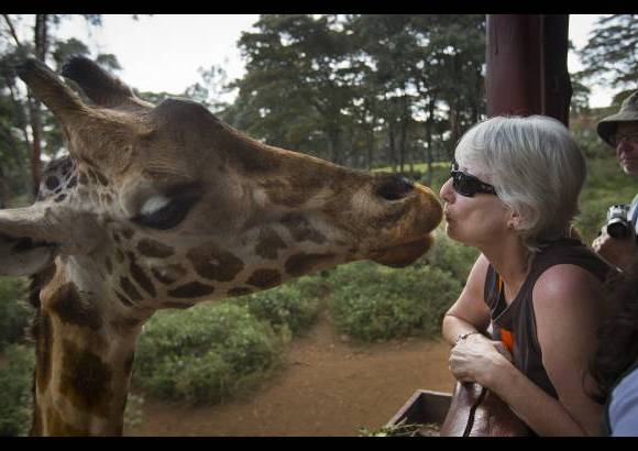 AP - Una jirafa saluda a un visitante extranjero en el Centro de la jirafa, de Nairobi, Kenia. El gobierno est&#225; muy preocupado ya que los lamentables hechos en un centro comercial hace unas semanas pueden hacer disminuir la visita de turistas.