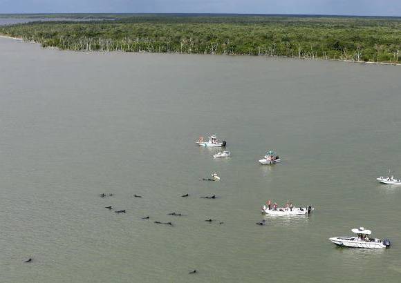 AP - Efectivos de la Administraci&#243;n Nacional para el Oc&#233;ano y la Atm&#243;sfera de EE.UU. (NOAA) reanudaron las labores de rescate de las 41 ballenas varadas en aguas poco profundas cercanas a Highland Beach, tarea que se dificulta por ser una zona de dif&#237;cil acceso.
