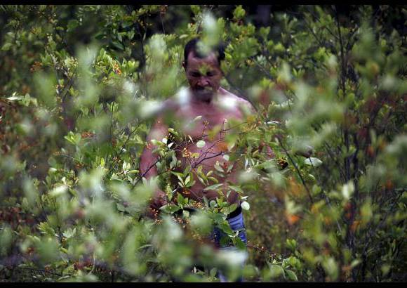 Manuel Saldarriaga - Los pobladores de Lerma, en Bol&#237;var, defiende su tradici&#243;n de &quot;mambeadores&quot; de hoja de coca y se oponen a la erradicaci&#243;n de esos cultivos, perseguidos por las autoridades como base en la producci&#243;n de coca&#237;na.