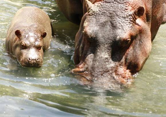 Cortes&#237;a Zool&#243;gico Santa Fe - La hembra hipop&#243;tamo naci&#243; hace 8 semanas, el zool&#243;gico Santa fe busca su nombre a trav&#233;s de un concurso para los ni&#241;os.