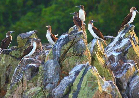 FOTO MANUEL SALDARRIAGA - La abundancia en flora en este Parque Nacional es especial: hasta el momento se reconocen 161 especies distribuidas en 104 géneros, de las cuales 17 son endémicas.