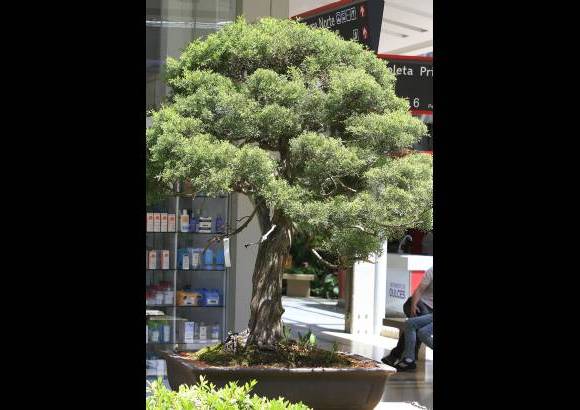 Róbinson Saénz - Esta exposición de Bonsai se denomina Amanecer Yamadori