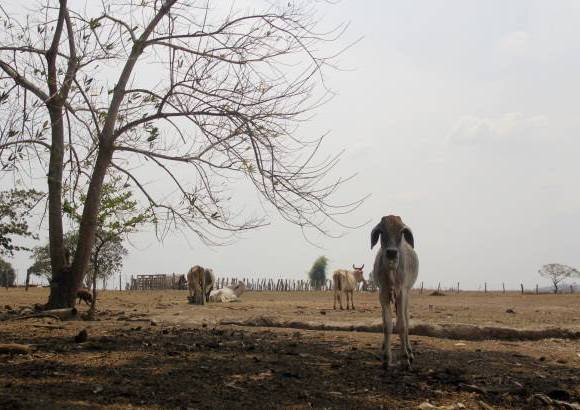 Foto: Luisa Gonz&#225;lez - Colprensa - En algunos sectores los campesinos est&#225;n cambiando la vegetaci&#243;n nativa compuesta por frailejones y musgos, por cultivos de papa y cebolla, en combinaci&#243;n con actividades de pastoreo de ganado.