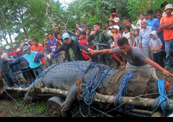 REUTERS - Despu&#233;s de una cacer&#237;a de tres semanas, lograron capturar al cocodrilo macho, de 6,4 metros de longitud, en un arroyo del poblado de Bunawan.
