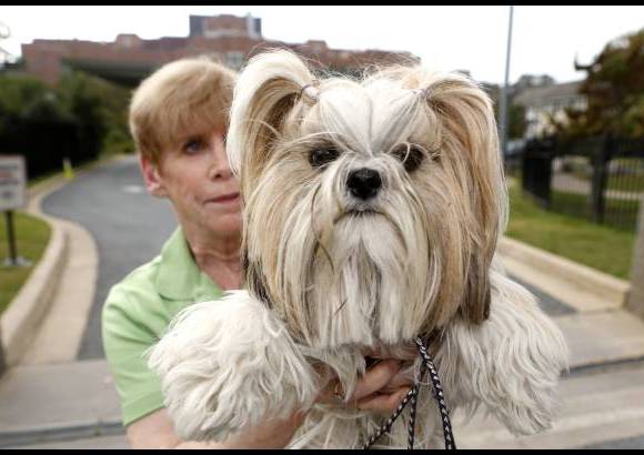 Reuters - Shellie Goldstein de Maryland, Estados Unidos sostiene a su Shih Tzu Emma, perro de terapia. Esta semana tuvieron problemas para entrar a los hospitales por un pago que no realiz&#243; el gobierno federal.