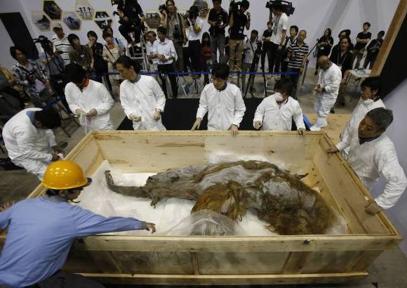 Reuters - Una hembra de mamut lanudo de hace 39 mil a&#241;os fue encontrada congelada en Siberia, Rusia. La imagen es tomada a su llegada a la sala de exposiciones en Yokohama, al sur de Tokio.