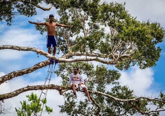 FOTO CORTESIA - COLPRENSA - El elegido fue un Caucho (&#225;rbol emblem&#225;tico del Amazonas) de 38 metros de alto y con m&#225;s de 100 a&#241;os de antig&#252;edad.