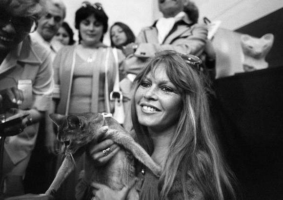 AFP - El 4 de junio 1977 la actriz asist&#237;a a una exposici&#243;n felina internacional en Saint-Tropez, sur de Francia.