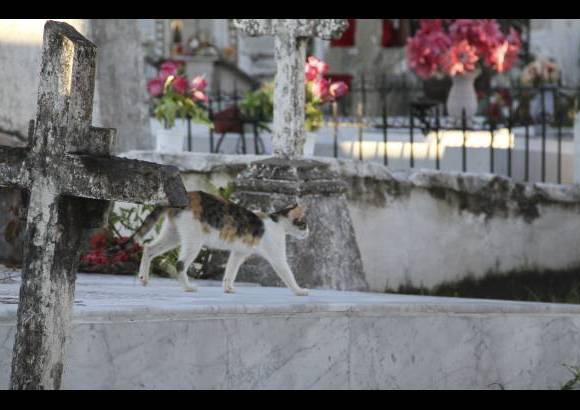 Mario Franco-Colprensa - El Cementerio Municipal de Mompox, Bol&#237;var, es un lugar fascinante que a lo largo de los a&#241;os ha tenido un apacible deterioro, en sus tumbas se pueden encontrar l&#225;pidas que datan del a&#241;o 1831. El descanso eterno de sus hu&#233;spedes es singularmente cuidado por gatos, felinos que se pasean por las tumbas en lo que parecieran rondas de estricta vigilancia.