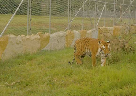Cortes&#237;a - Any y Pascal son dos tigres bengala hembra y macho, que por ahora son los nuevos protagonistas de la Hacienda N&#225;poles, en el municipio de Puerto Triunfo.