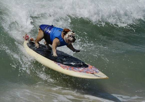 AFP - Im&#225;genes de la sexta competencia anual de surf para perros en Huntington Beach, California, Estados Unidos. En la imagen Tillman.