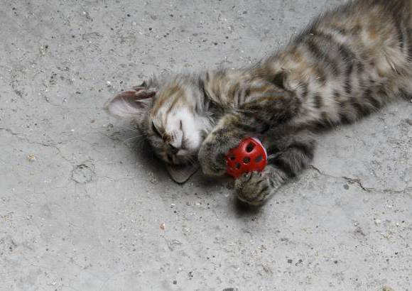Donaldo Zuluaga - El mayor temor de Dora es que la gente compre o adopte gatos para despu&#233;s tirarlos a la calle.