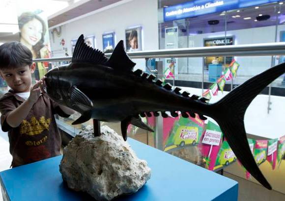 Edwin Bustamante - Lo bueno de la exposici&#243;n de peces es que los visitantes pueden interactuar con ellos. En la gr&#225;fica el ni&#241;o conoce los detalles de un pez at&#250;n.