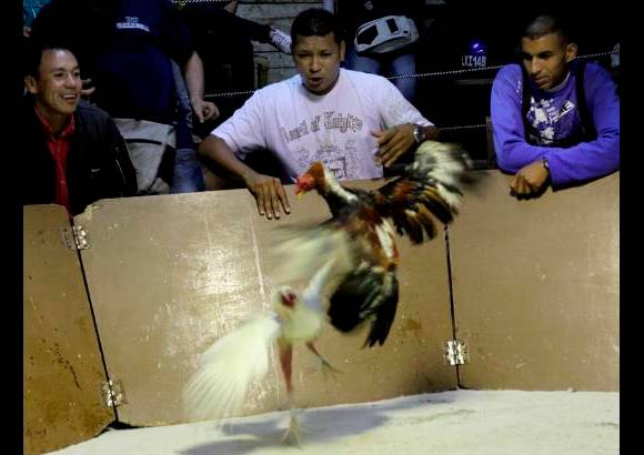 Julio C&#233;sar Herrera - Seg&#250;n Jhan Giraldo, joven gallero, los gallos son diferentes a los toros. &#34;Un toro no pelea con un humano en mucha desventaja, mientras que los gallos pelean en igualdad de condiciones&#34;, dice.
