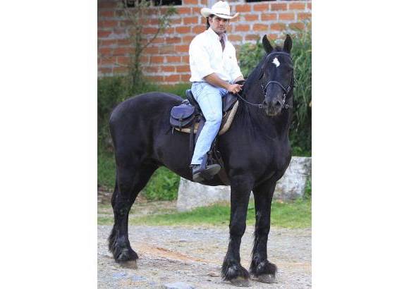Robinson S&#225;enz - Raza Percher&#243;n franc&#233;s.